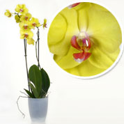 Orqudea Amarilla + Cubremaceta Transparente